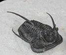 Devil Horned Cyphaspis Walteri Trilobite - #39775-2